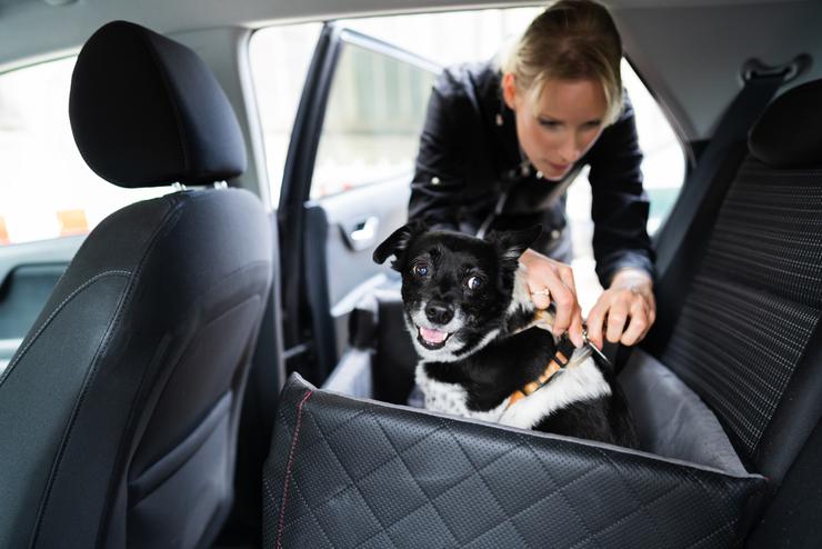 cani in auto