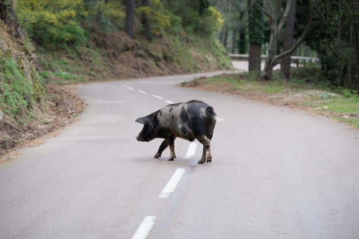 cinghiale attraversa la strada