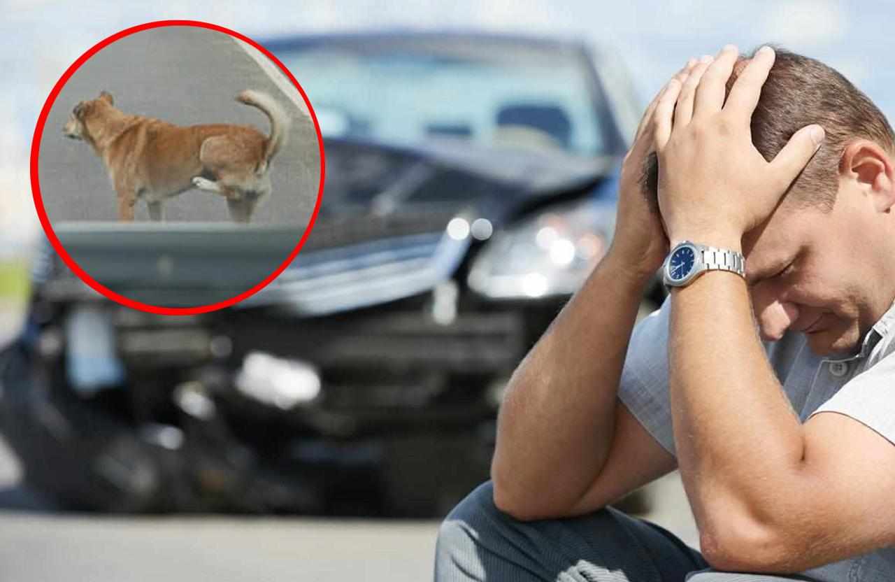 Incidente auto con un animale