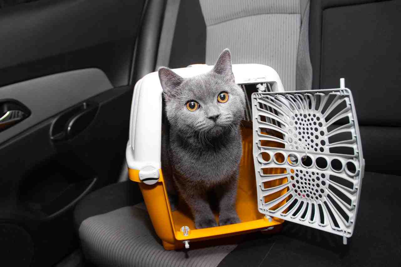 gatto in auto
