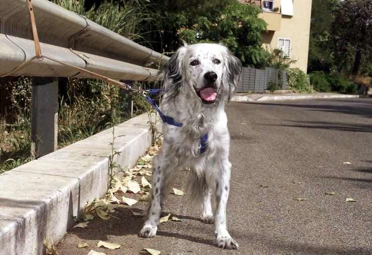 Cane abbandonato - AnsaFoto - 0-100.it
