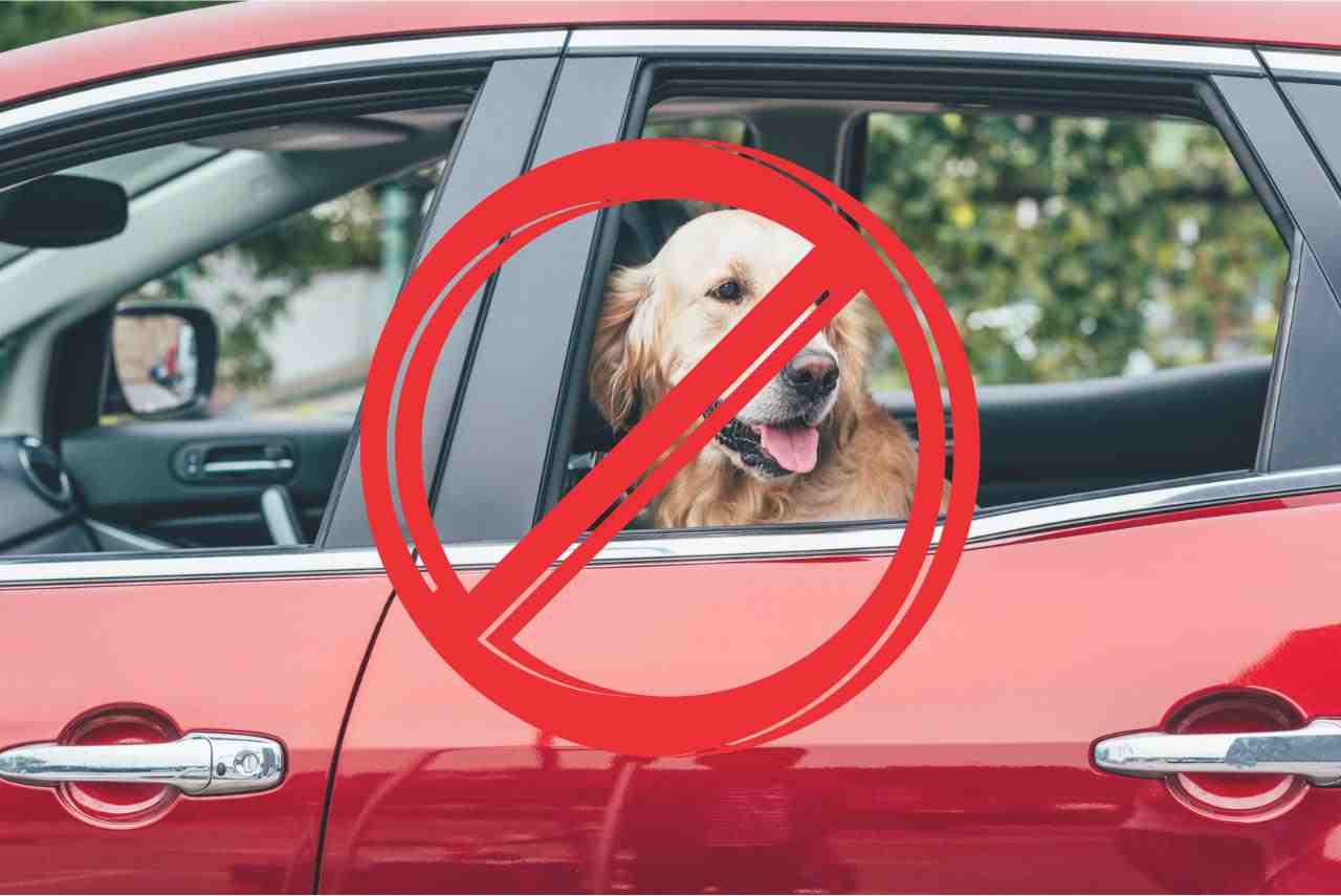 animali auto vietato