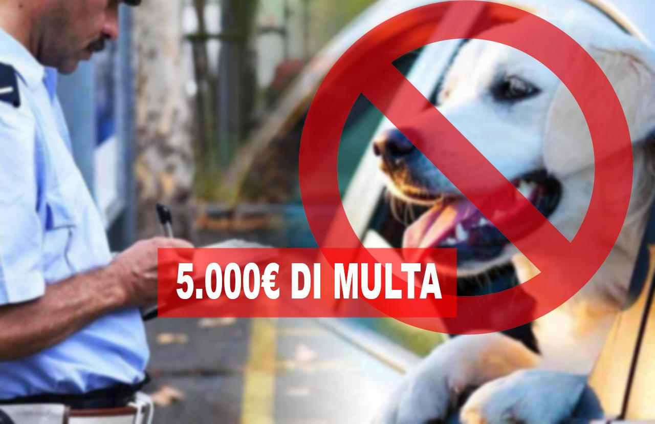 Niente più animali domestici in auto