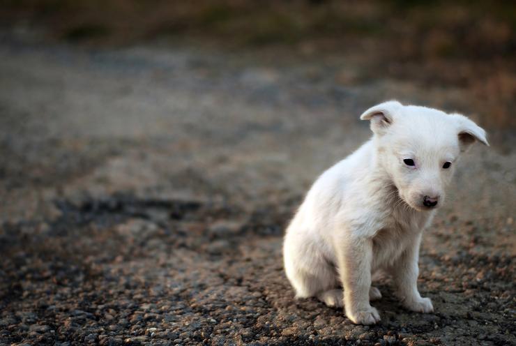 cucciolo di cane abbandonato in una busta in strada 