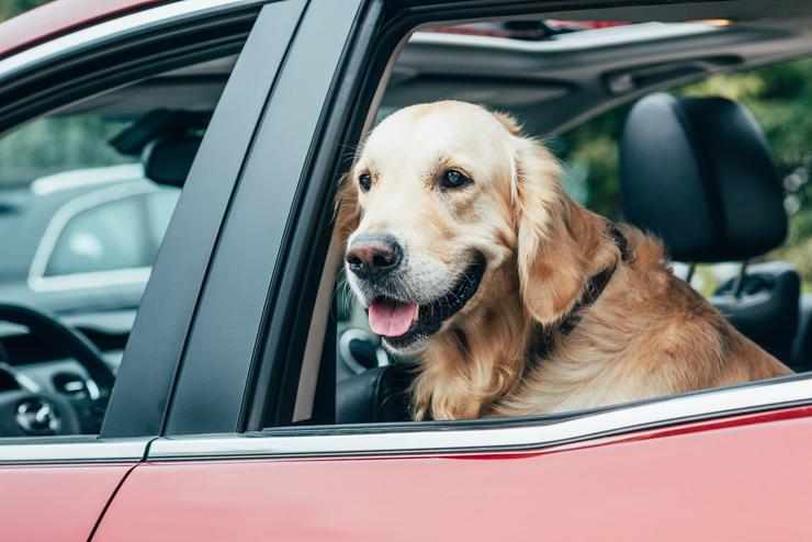 Animali in auto