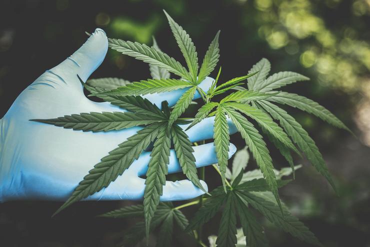 marijuana - pexels -0-100.it