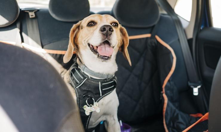 Cane in auto - depositphotos - 0-100.it